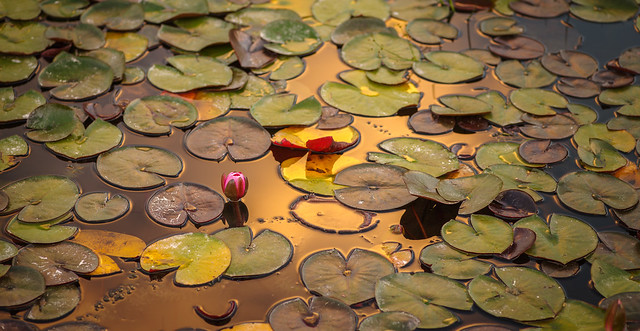 Reflections on Water Lily