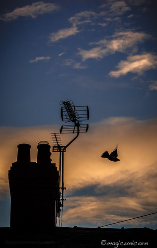 en flight. by mahvelousmagicunicorn, Taken with Canon PowerShot G12, edited with Lightroom.uk roof england sky bird birds silhouette sunr