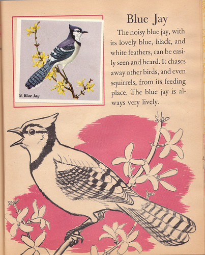 Blue Jay page (Little Golden Activity Book: Bird Stamps) | by Laura Erickson
