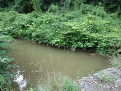 Gray Creek