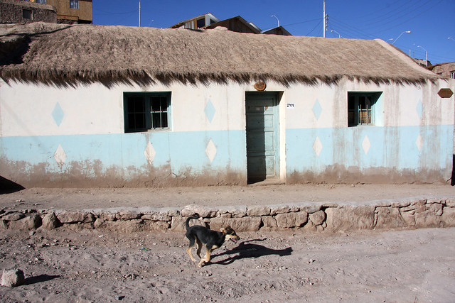 Dog in the village of Ayquina, Antofagasta region, Chile
