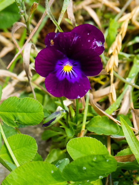 Pansy flowering by a roadside