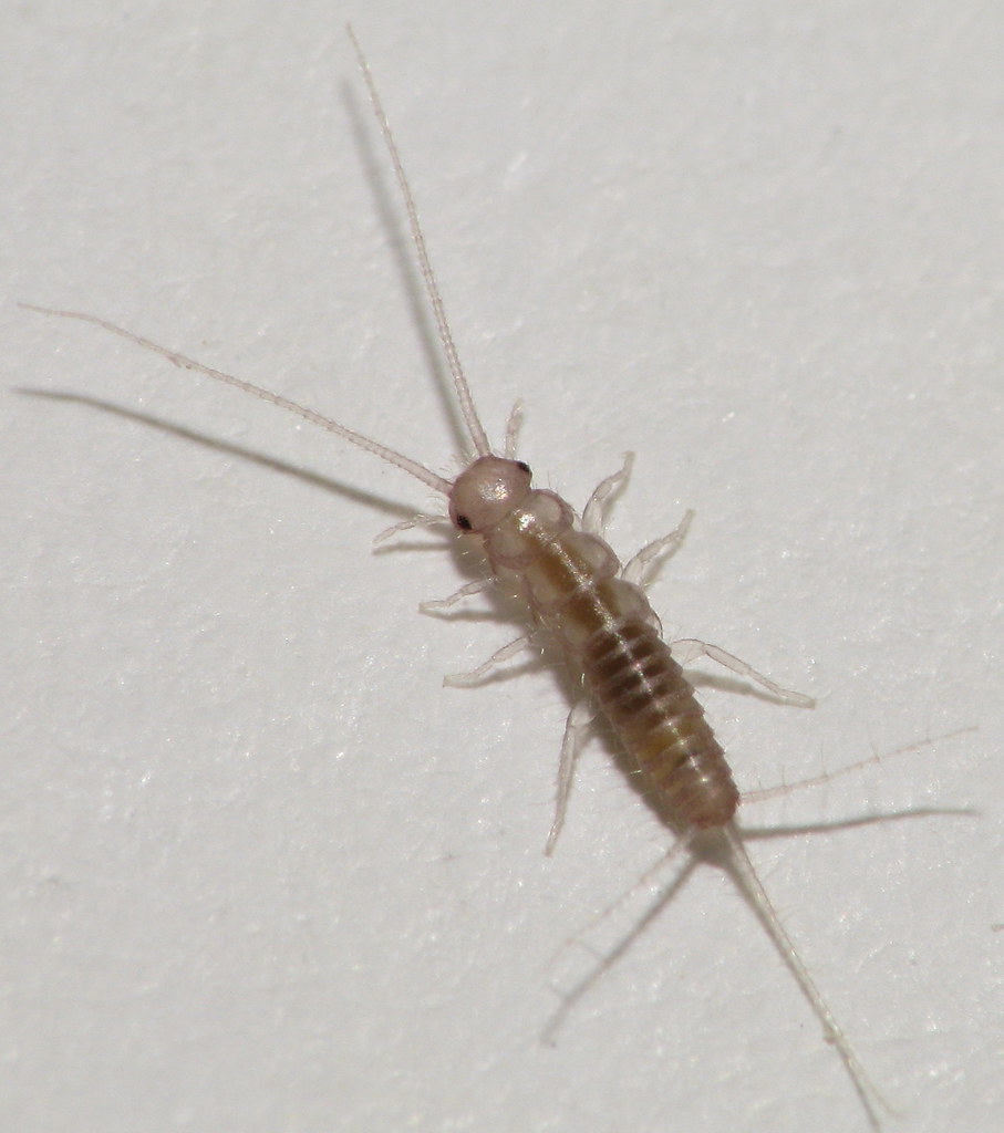 Baby Silverfish!!!  A full body shot of an adult is below