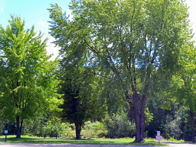 Trees At Dexter Park.