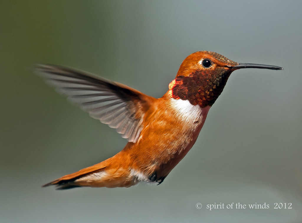 Rufous On The Fly