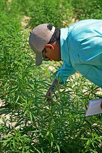Bertie County extension agent Jarrett Hurry gets a closer look at hemp plants in a Broadway Hemp field during a tour.