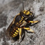 Große Wollbiene (Wool-carder Bee, Anthidium manicatum)