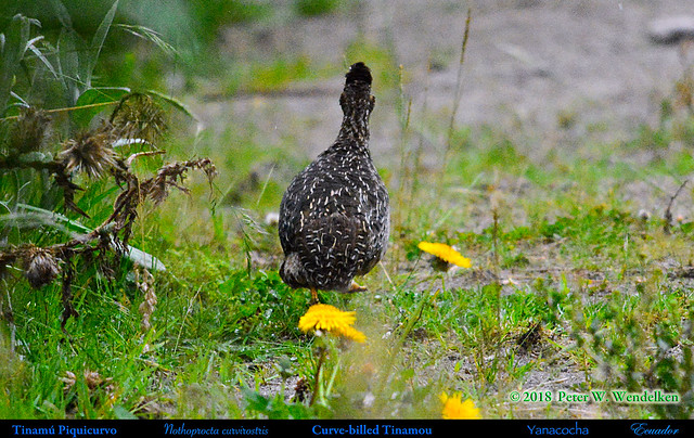 Rarely Seen CURVE-BILLED TINAMOU Nothoprocta curvirostris Running close to the Yanacocha Reserve on Volcán Pichincha in Northwestern ECUADOR. Photo by Peter Wendelken.