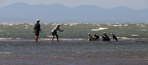 Dogs having their portrait taken at Spanish Banks in Vancouver