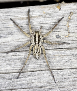 Wolf Spider, Sweetwater Springs, Promontory, Utah_22 | Flickr