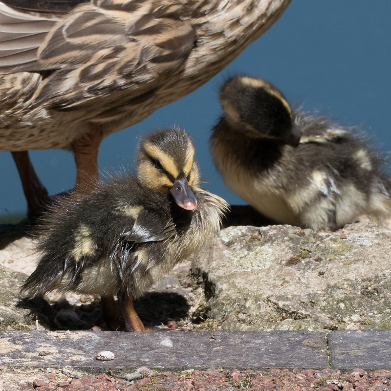 Monday's (mallard) child