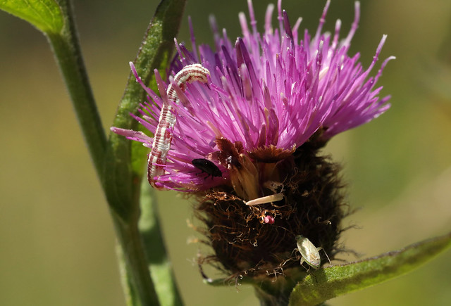 2L2A0994 thistle with 3 insects