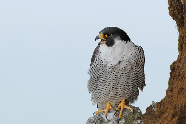Peregrine (Falco peregrinus) UB2A6779