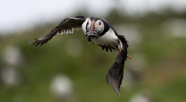 Puffin in flight with sandeels