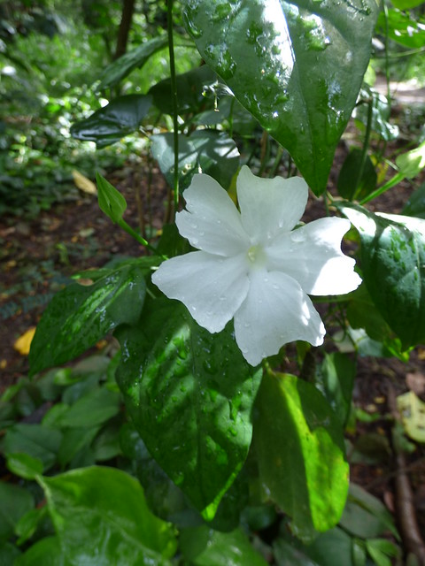 starr-180421-0821-Thunbergia_fragrans-flower_leaves-Honolua_Lipoa_Point-Maui