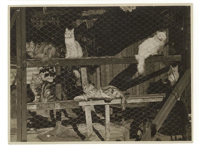 Cattery, ca. 1925-ca. 1945, Sam Hood