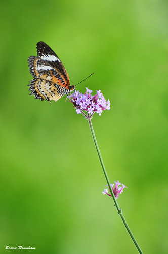 orange green nature composition butterfly wings purple natural bokeh wing violet lavender diagonal harmony mauve nectar balance balanced poise poised dsc0583gx