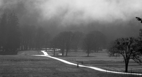 blackwhite buellton california landscape road light trees rural blackandwhite monochrome mist fog brancoepreto