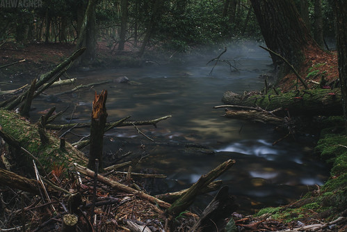 longexposure trees nature water leaves fog creek forest 35mm canon landscape eos woods stream state pennsylvania f14 pa 7d penn appalachian michaux 35l f14l