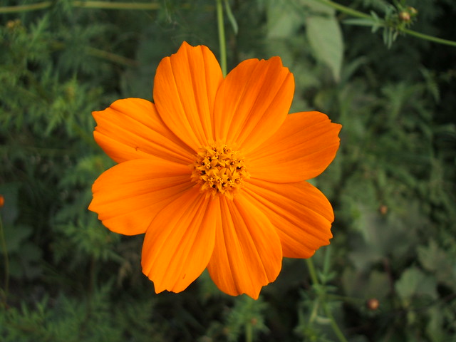 Cosmos/ Mexican Sunflower
