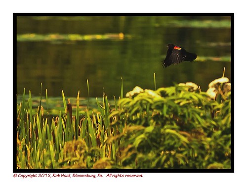 red birds wildlife wing blackbird