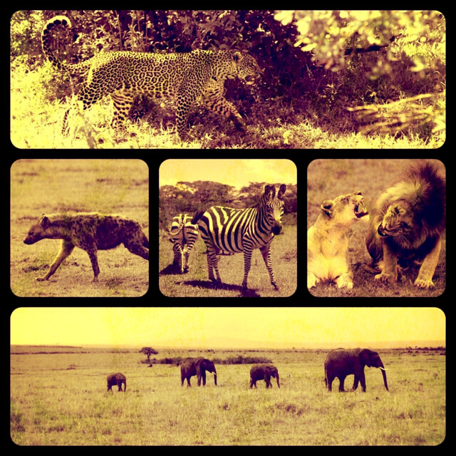 Colonial Safari - Circa 2011