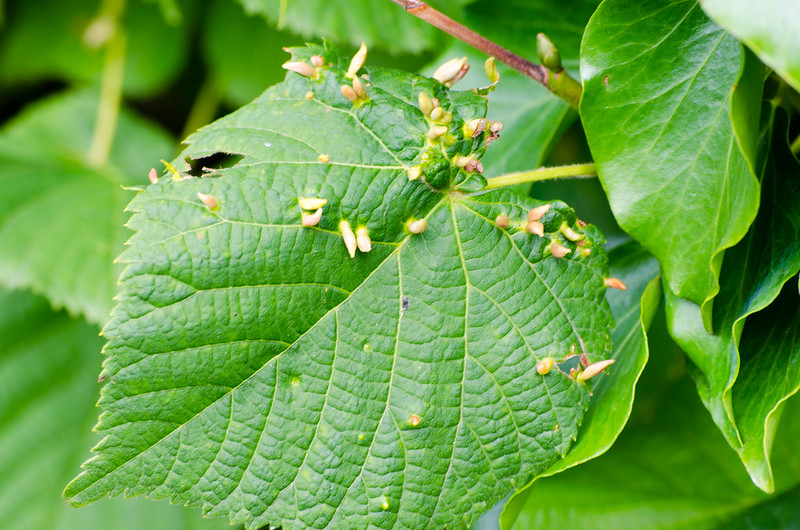 Lime nail gall
