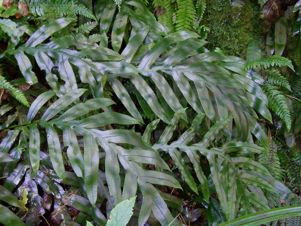 Blechnum colensoi | This is such a nice fern but its been so… | Flickr