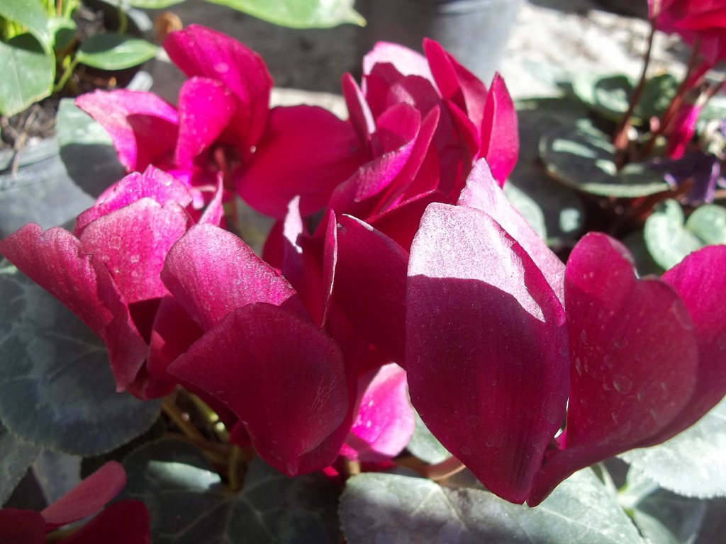 VIOLETA DE PERSIA | Cyclamen persicum - Violeta persa Una be… | Flickr