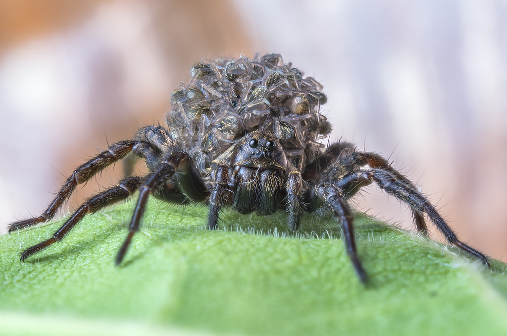 Беременный паук. Дети пауков. Беременный паук фото. Lycosidae's Brood.