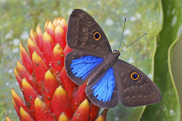 Blue-winged Sheenmark in Panama