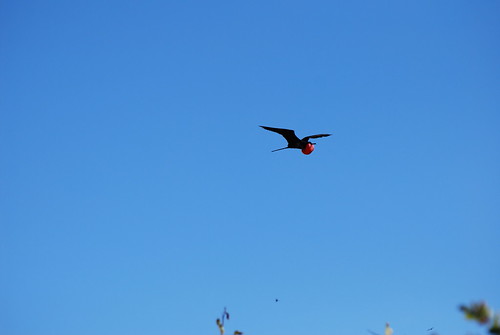 Magnificent Frigatebird (Fregata magnificens) DSC_3272 | Flickr