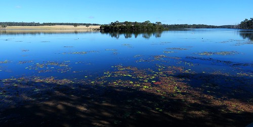 wetlands waterfowl water landscape birdlife kingaroy queensland australia