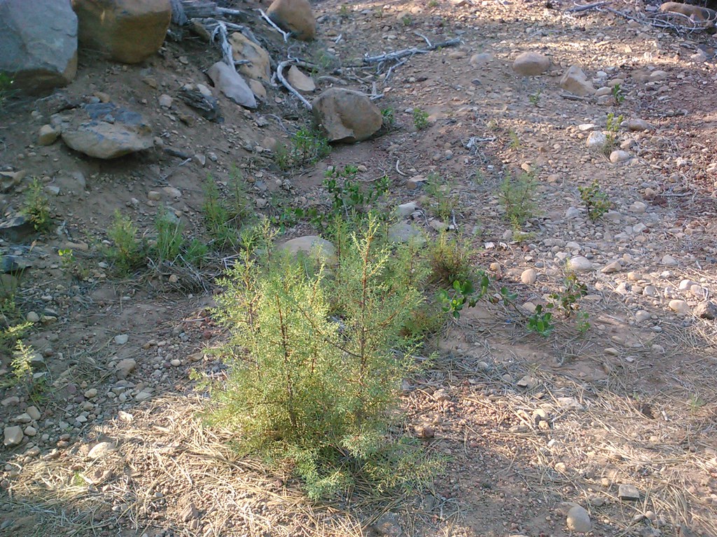 Cypress