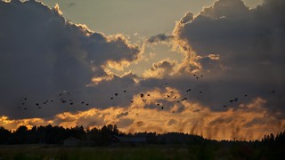 Flickr photo: Sunset mallards