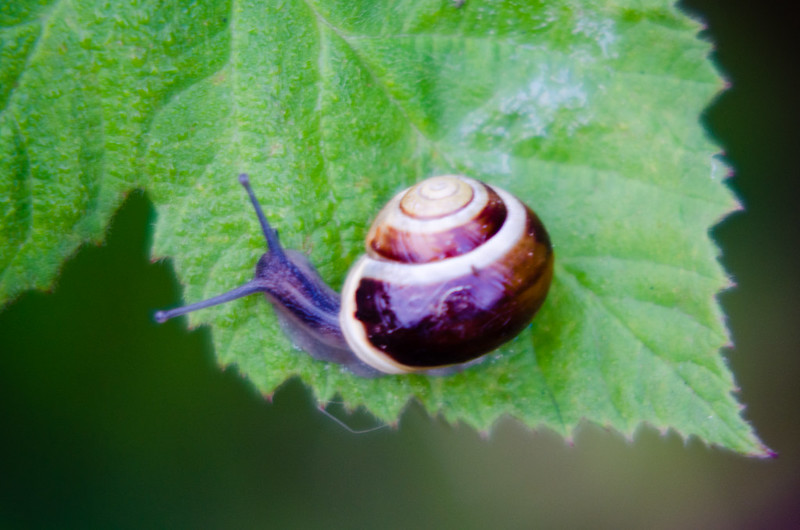 Snail crawling on a bramble leaf