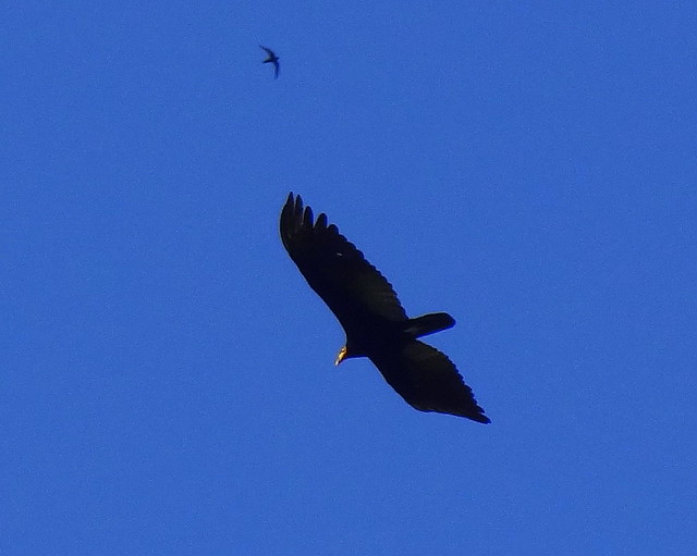 Oripopo Cabeza Amarilla Mayor [Greater Yellow-headed Vulture] (Cathartes melambrotus) + Vencejo Coliblanco [Short-tailed Swift] (Chaetura brachyura)