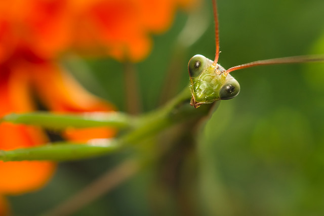 Praying Mantis