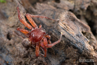 Huntsman spider (Thelcticopis sp.) - DSC_1143