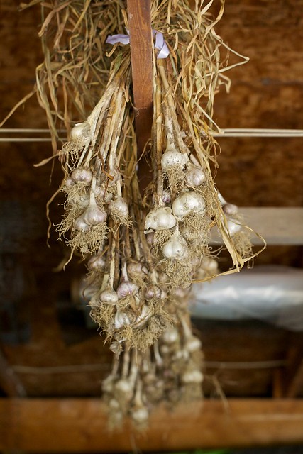 Garlic Drying