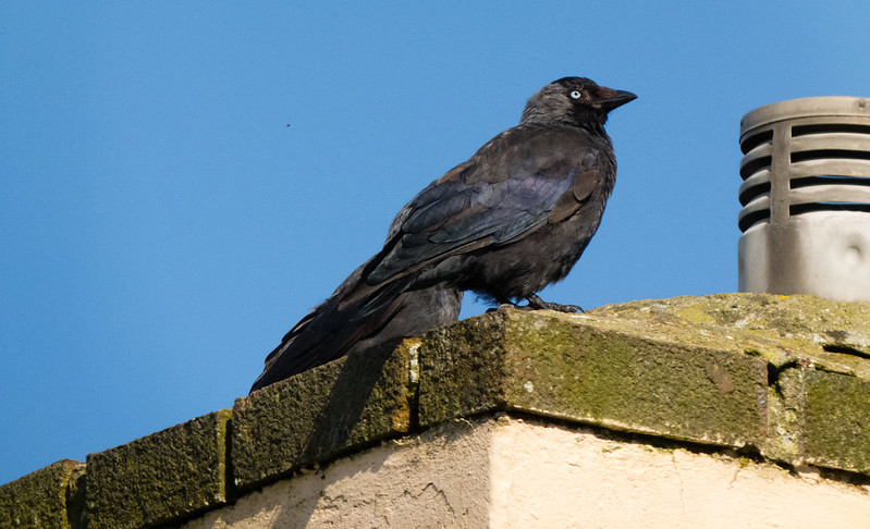 Jackdaw on a chimney