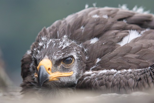 Falken Nachwuchs - young falcons