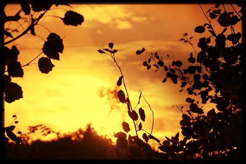 solnedgång sunset quartasunset löv tjörn