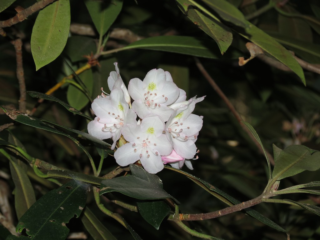 Rhododendron maximum | Cook Forest State Park, near Clarion, | Malcolm  Manners | Flickr