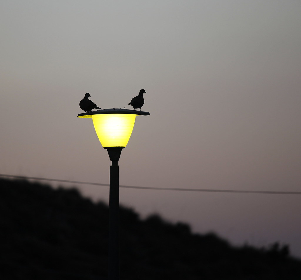 pigeon post - a photo on Flickriver