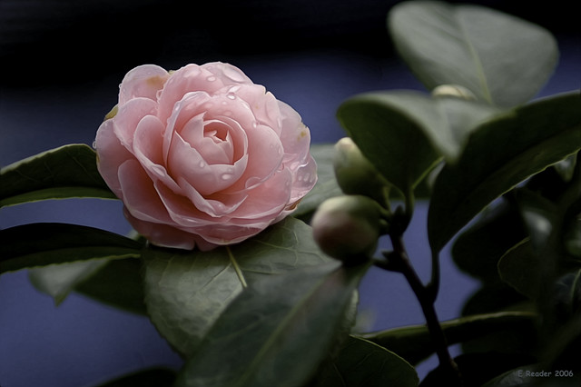 Camellia: Kamel's Flower
