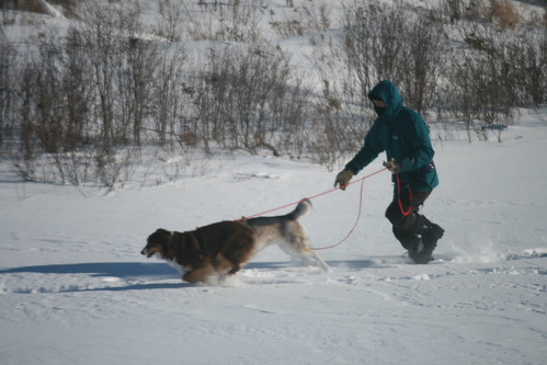 Backyard Fun Jan2011 046 | by jinwatty