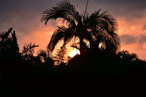 nikon d5500 dusk trees twilight nikkor nikkor18200mm clouds palmtrees sky sun sunset bluesky bundaberg queensland australia 2016 september 500v20f 1000v40f 7dwf