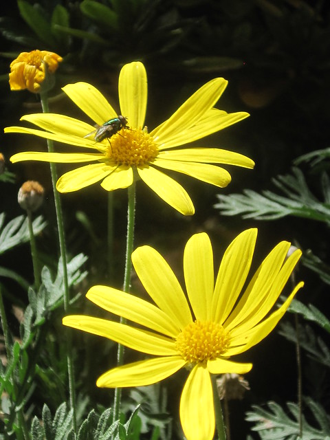 Yellow Daisies and a Fly
