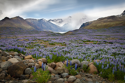 mountain cold flower ice iceland bravo north glacier arctic lupins lupinus vatnajökull christianwilt